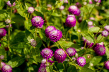 まるい花がいっぱい