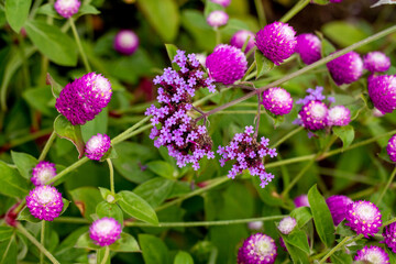 かわいい花・小さい花