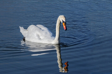 Mute swan, Cygnus olor swimming in wetlands