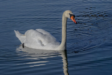 Mute swan, Cygnus olor swimming in wetlands