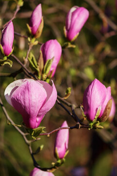 purple magnolia blossom closeup. floral background in sunlight
