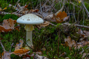 Close up of a false death cap mushroom, also called amanita citrina
