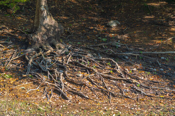 Curly branched roots of an old tree