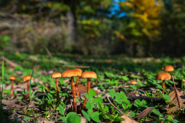 Closeup of Xeromphalina campanella mushrooms