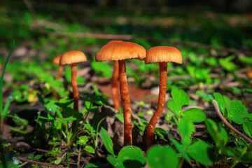 Closeup of Xeromphalina campanella mushrooms