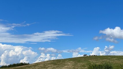 高ボッチ高原の牛