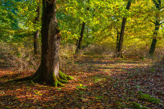 Age old trees in a colorful autumn forest