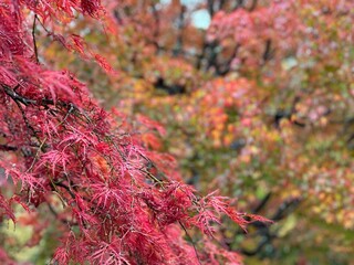 秋の紅葉