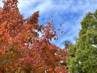 紅葉と空