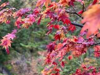 赤く染まる紅葉
