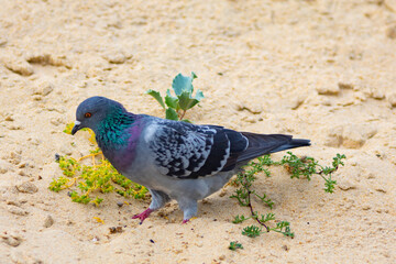 Obraz premium Paloma en la arena de una playa del Atlántico