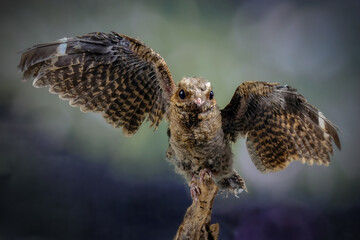baby frogmouth owel