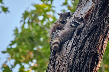 Junge Nordamerikanische Waschbären ( Procyon lotor ).