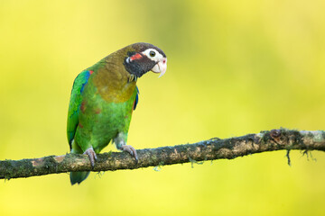 Brown-hooded parrot (Pyrilia haematotis) is a small parrot which is a resident breeding species from southeastern Mexico to north-western Colombia.