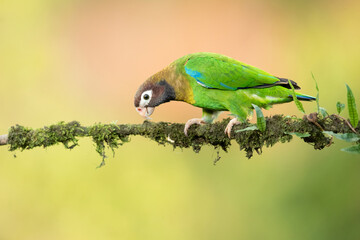 Brown-hooded parrot (Pyrilia haematotis) is a small parrot which is a resident breeding species from southeastern Mexico to north-western Colombia.