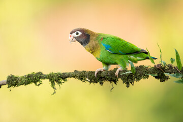 Brown-hooded parrot (Pyrilia haematotis) is a small parrot which is a resident breeding species from southeastern Mexico to north-western Colombia.