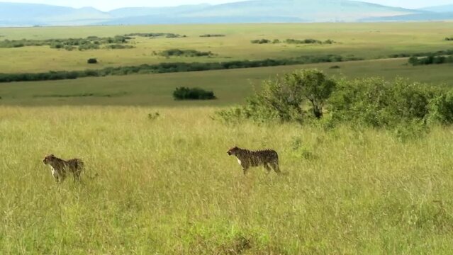 Gimbal tracking shot of two cheetahs walking in savannah on sunny day