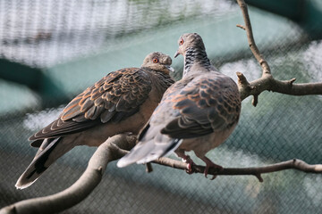 Turteltaube ( Streptopelia turtur ).
