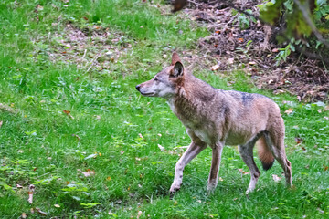 Europäischer Wolf ( Canis lupus ).