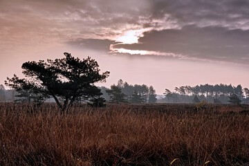 Morgenstimmung in den Cuxhavener Küstenheiden.