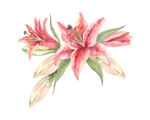 Oriental hybrid lilies. Pink lily flowers and buds. Hand drawn watercolor bouquet. Artistic illustration