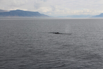 ICELAND - April 24, 2022: Whale watching in Reykjavík.