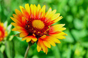 Bright flower with yellow petals and orange nectarines and pollen