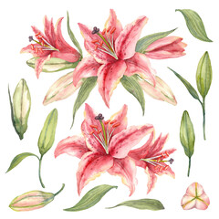 Oriental hybrid lilies. Pink lily flowers, leaves and buds. Watercolor set.