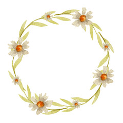 A wreath of green leaves with daisies is painted in watercolor, on a white background, for your design. Spring, gentle.