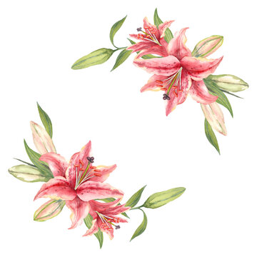 Pink Stargazer Lilies. Lily flower. Hand-drawn watercolor wreath. Artistic illustration.