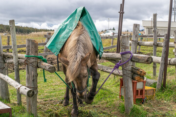 A horse in the farm