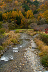 The river in autumn forest