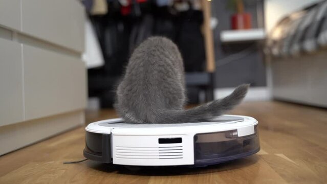 Smart technologies for cleaning pet friendly. Round white robot vacuum cleaner cleans floor while gray Scottish straight kitten carefree plays at home. Small cat and robotic vacuum cleaner in room.
