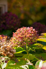 Close up flowers in the garden