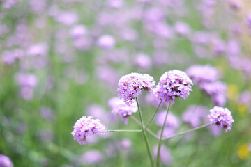 Abstract flower background of Purple or violet little cute flower. Peaceful countryside. A blur background.