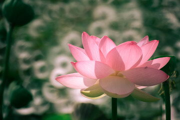 Obraz premium 연꽃