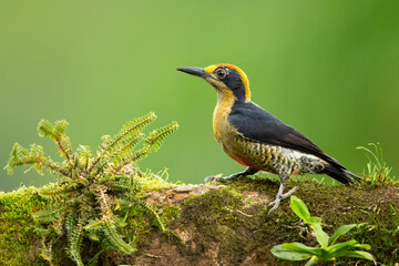 Golden-naped woodpecker (Melanerpes chrysauchen) is a species of bird in the woodpecker family Picidae. The species is very closely related to the beautiful woodpecker