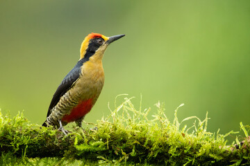 Golden-naped woodpecker (Melanerpes chrysauchen) is a species of bird in the woodpecker family Picidae. The species is very closely related to the beautiful woodpecker