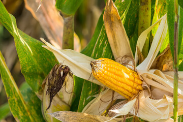 Ripe corn in the field of farmland, waiting for harvest. Concept : Economic agricultural crop in Thailand. Corn is used in the animal feed and food industry. Agriculture season.