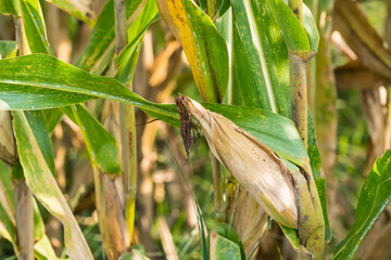 Ripe corn in the field of farmland, waiting for harvest. Concept : Economic agricultural crop in Thailand. Corn is used in the animal feed and food industry. Agriculture season.
