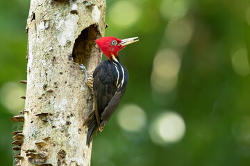 Pale-billed woodpecker (Campephilus guatemalensis) is a very large woodpecker that is a resident breeding bird from northern Mexico to western Panama. 