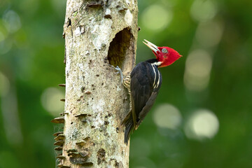 Pale-billed woodpecker (Campephilus guatemalensis) is a very large woodpecker that is a resident breeding bird from northern Mexico to western Panama. 