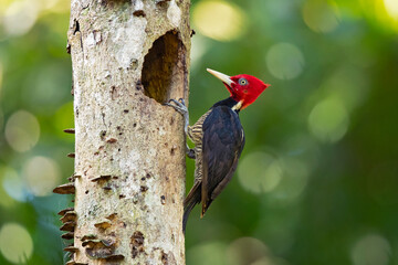 Pale-billed woodpecker (Campephilus guatemalensis) is a very large woodpecker that is a resident breeding bird from northern Mexico to western Panama. 