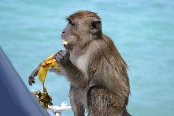 Close-up of a macaque monkey sitting on a boat, eating a banana, in Thailand.