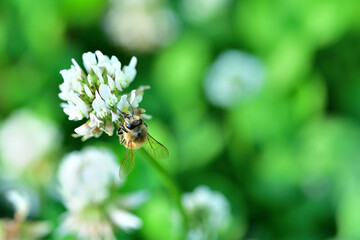 公園に咲く白爪草
