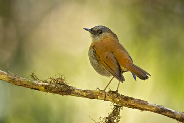 Black-billed nightingale-thrush (Catharus gracilirostris) is a small thrush endemic to the highlands of Costa Rica and western Panama.