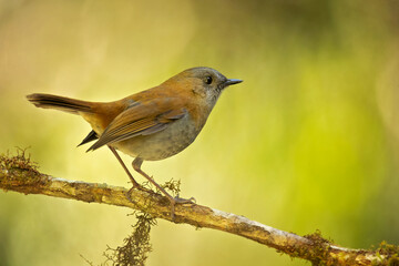 Black-billed nightingale-thrush (Catharus gracilirostris) is a small thrush endemic to the highlands of Costa Rica and western Panama.