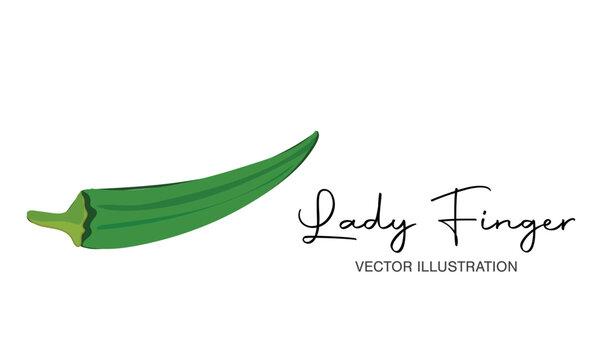 Vector Illustration of okra, lady finger. Green Vegetables.