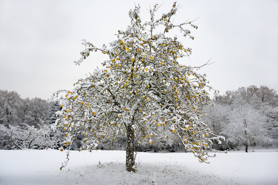 Gelbe Äpfel am schneebedeckten Apfelbaum