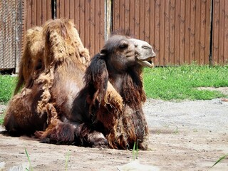 old camel on green lawn, closeup